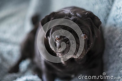 Black pug with intense expression looking a tyou Stock Photo