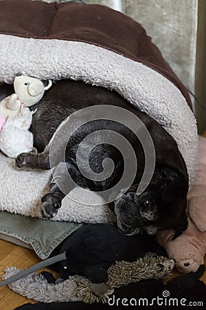 black pug mops named adelheid sleeping Stock Photo