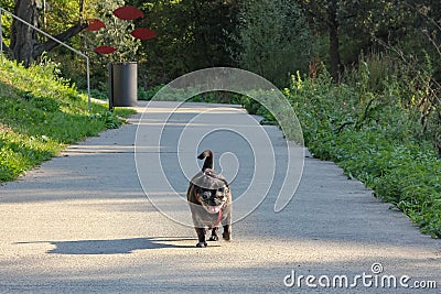 black pug named adelheid walks at city park Stock Photo