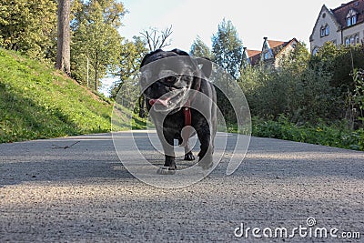black pug named adelheid walks at city park Stock Photo