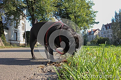 black pug named adelheid walks at city park Stock Photo