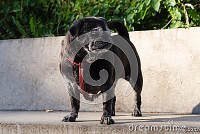 black pug named adelheid Stock Photo