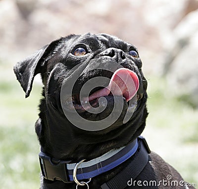 Black pug smiling portrait Stock Photo