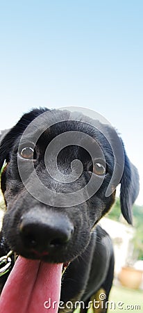 A black puppy Stock Photo