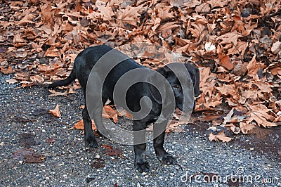 Stray black puppy autumn Stock Photo