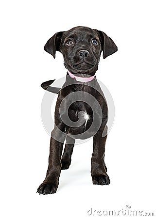 Black Puppy Pink Collar Looking Up Stock Photo