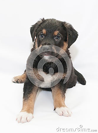 Black puppy with red spots and white legs Stock Photo