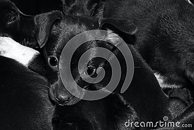 Black puppy`s head sticking out of tangled puppy heard or from litter of puppies Stock Photo