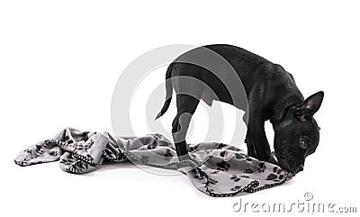 Black puppy staffordshire standing three months with blanket Stock Photo