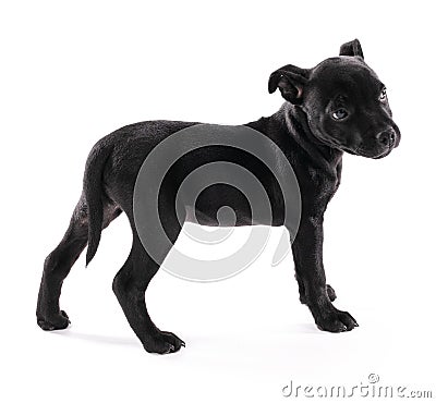 Black puppy staffordshire standing three months Stock Photo