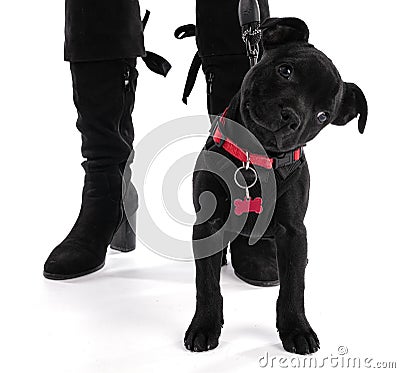 Black puppy staffordshire standing three months Stock Photo