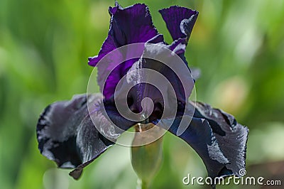 Black Purple dark Tall Bearded Iris Swazi Princess close up Stock Photo