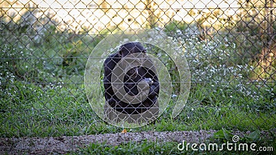 Black quiet wild chimpanzee in captivity behind a metal fence Stock Photo