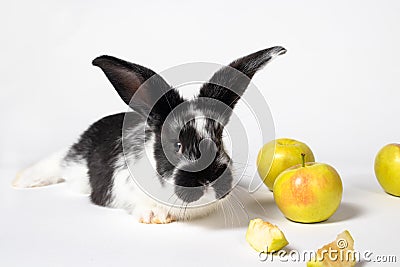 Black rabbit with apples on a white background. Fluffy ears and a cute nose. For a postcard or a calendar. Year of the rabbit 2023 Stock Photo
