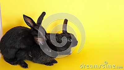 Sex Animals Stock Footage & Videos - 53 Stock Videos Sex Animals Stock Footage & Videos - 53 Stock Videos