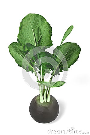 Black radish Stock Photo