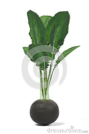 Black radish Stock Photo