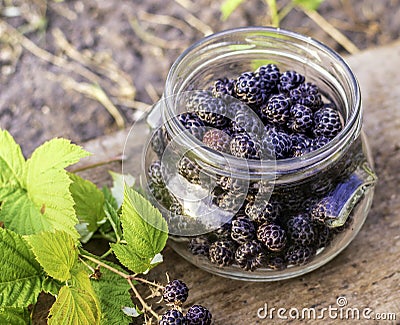 Black raspberries in a glass container, ingathering Stock Photo