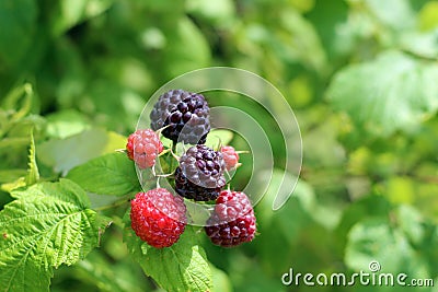 Black Raspberry Bush Stock Photo
