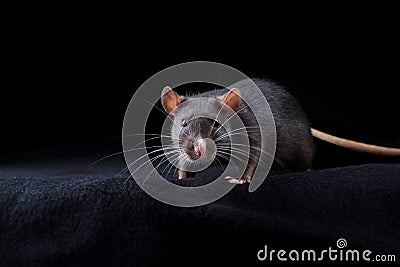 Black rat on black background. Chinese year of rat symbol. Domestic dumbo rat pet portrait in studio Stock Photo