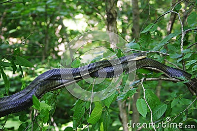 Black rat snake Stock Photo