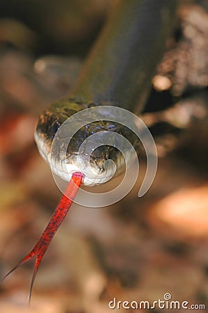 Black Rat Snake Stock Photo