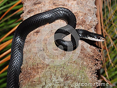 Black rat snake - Elaphe obsoleta Stock Photo