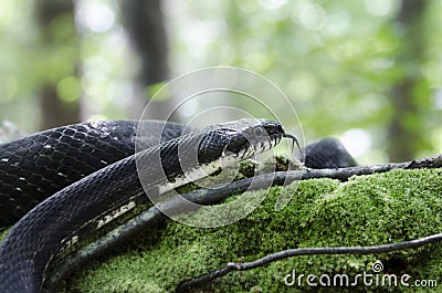 Black Rat Snake forked tongue in forest jungle Stock Photo