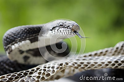 Black Rat Snake forked tongue shedding skin Stock Photo