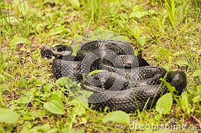 Black Rat Snake Stock Photo