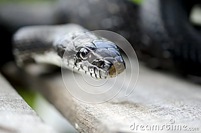 Black Rat Snake Stock Photo