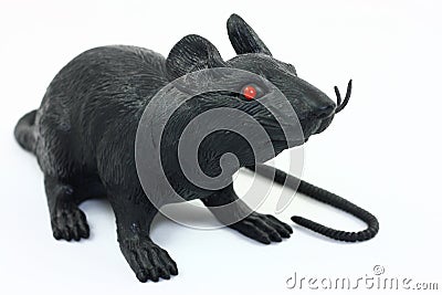 Black Rat On White Stock Photo