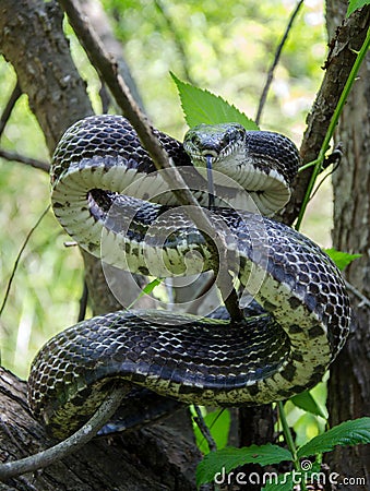 Black Ratsnake coiled to strike, Walton County Georgia Stock Photo