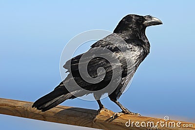 Black raven Stock Photo