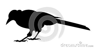 Black raven Vector Illustration