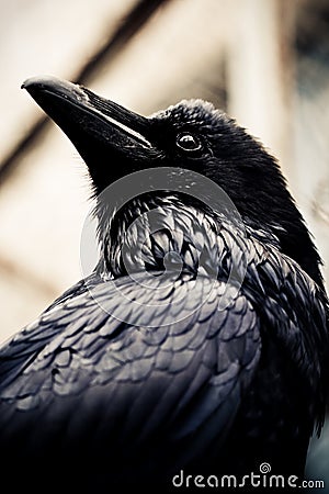 Black raven Stock Photo