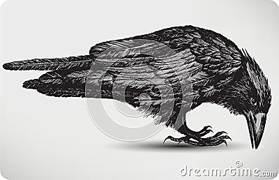 Black raven bird, hand-drawing. Vector illustratio Vector Illustration