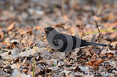 Black raven in a city park standing on the grass on an autumn afternoon Stock Photo