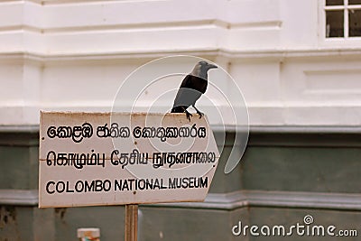 Black raven on colombo national museum in sri lanka Editorial Stock Photo