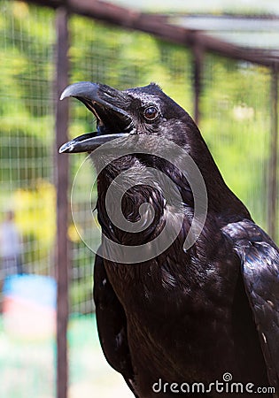 Black raven Stock Photo