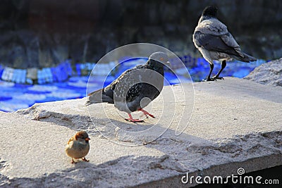 Black raven and pigeon walking on the stone Stock Photo