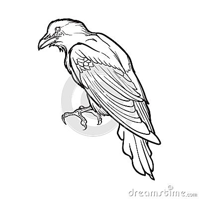 Black Raven sitting. Accurate line drawing isolated on white background. Halloween design element. Vector Illustration