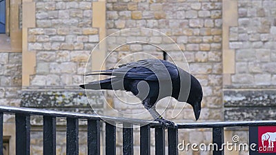 Black Raven at Tower of London, Reino Unido vídeos de arquivo Black Raven at Tower of London, Reino Unido vídeos de arquivo