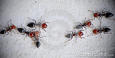 Black and red ants on metal surface. Stock Photo