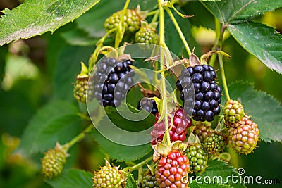 Black and red blackberries ripen on the bush Stock Photo