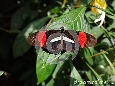 Black and red butterfly on a green leaf Stock Photo