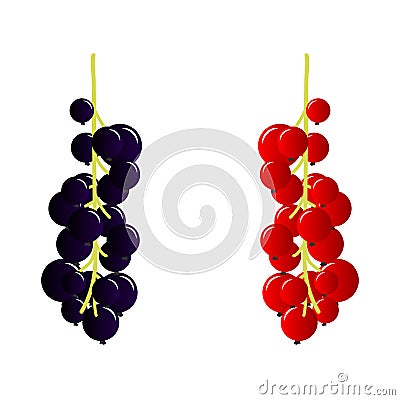 Black and red currants Vector Illustration