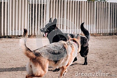 Black - black-red German shepherd kennel of German shepherds working breeding. Two adult German shepherds. Stock Photo