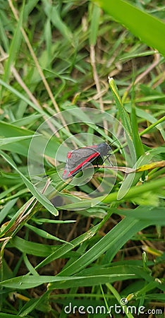 Black and red moth on blades of grass. Stock Photo