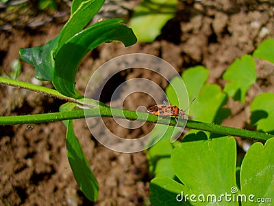 Black and Red Squash Bug on Aquilegia Plant Stem Stock Photo